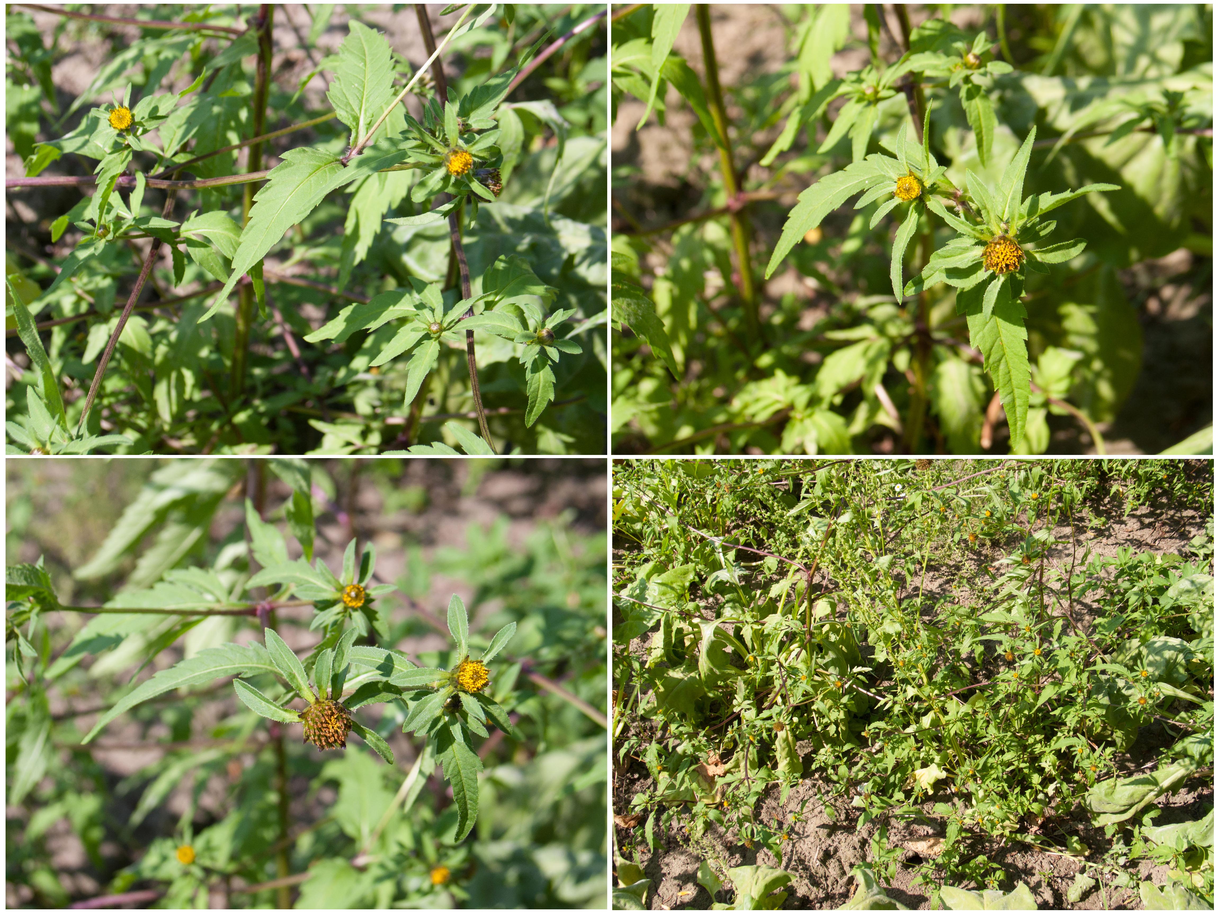 plant met gele bloem in bietenveld